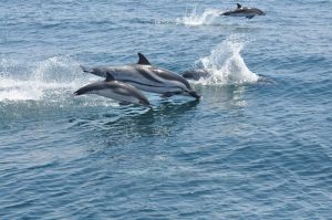 Ver ballenas y delfines en el Estrecho